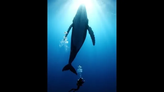 南宁 车祸 - 深蓝星球：探索海洋深处的未知世界